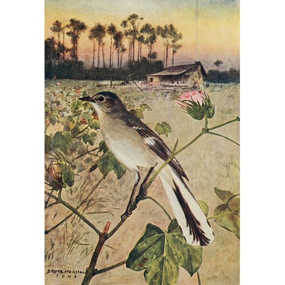 Bird-Lore 1922 Mockingbird Canvas Art - RB Horsfall (24 x 36)