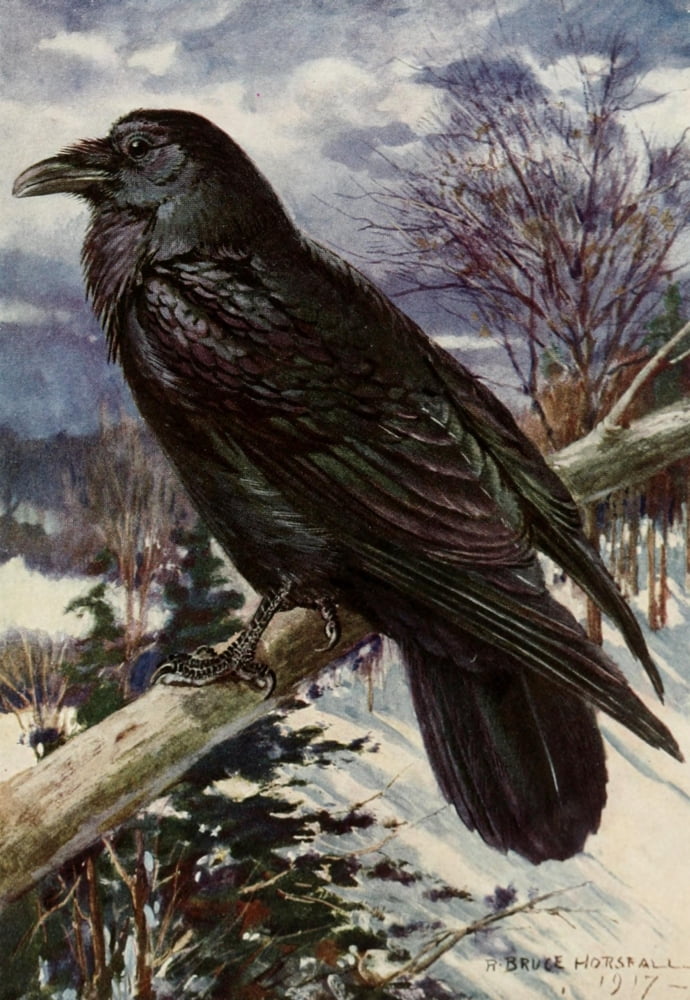 Bird-Lore 1922 Northern Raven Canvas Art - RB Horsfall (24 x 36)