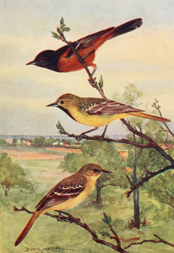 Bird-Lore 1922 Orchard Oriole Canvas Art - RB Horsfall (24 x 36)