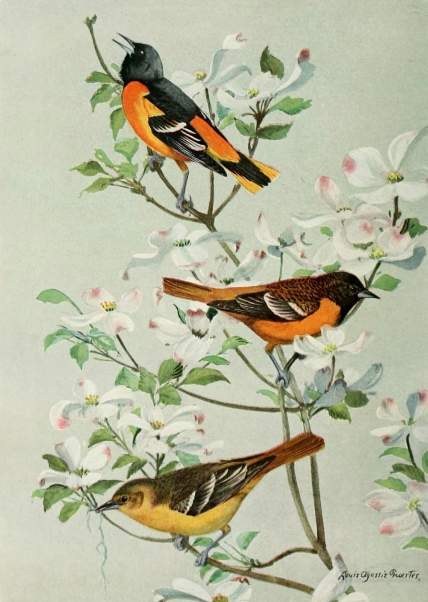 Bird-Lore 1922 Orioles Canvas Art - LA Fuertes (18 x 24)