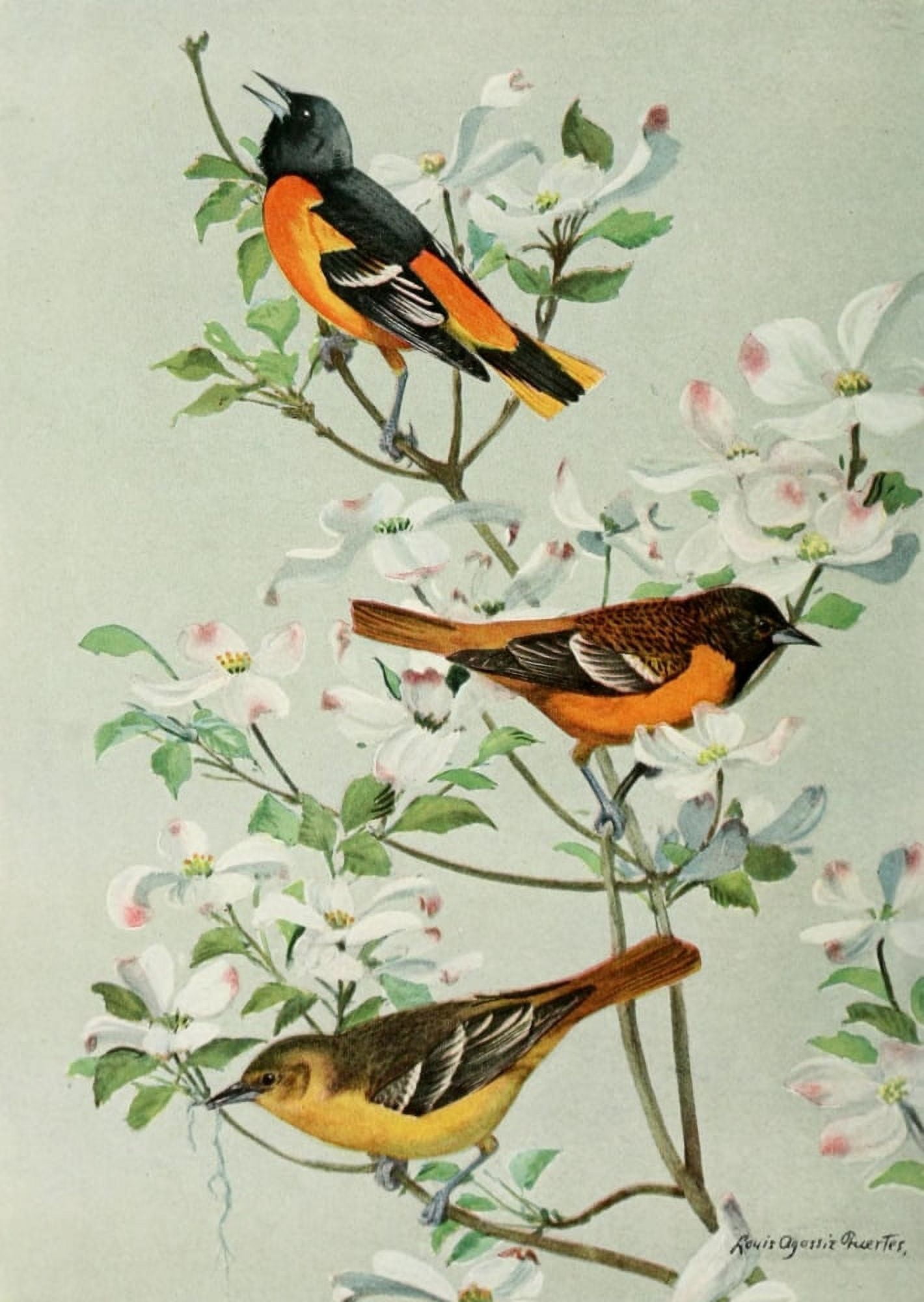 Bird-Lore 1922 Orioles Canvas Art - LA Fuertes (24 x 36)