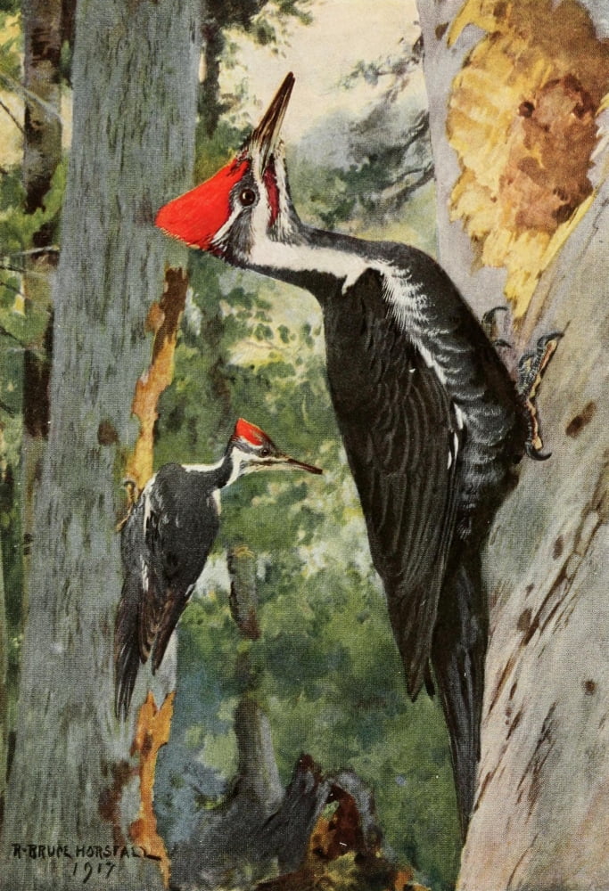 Bird-Lore 1922 Pileated Woodpecker Canvas Art - RB Horsfall (18 x 24)