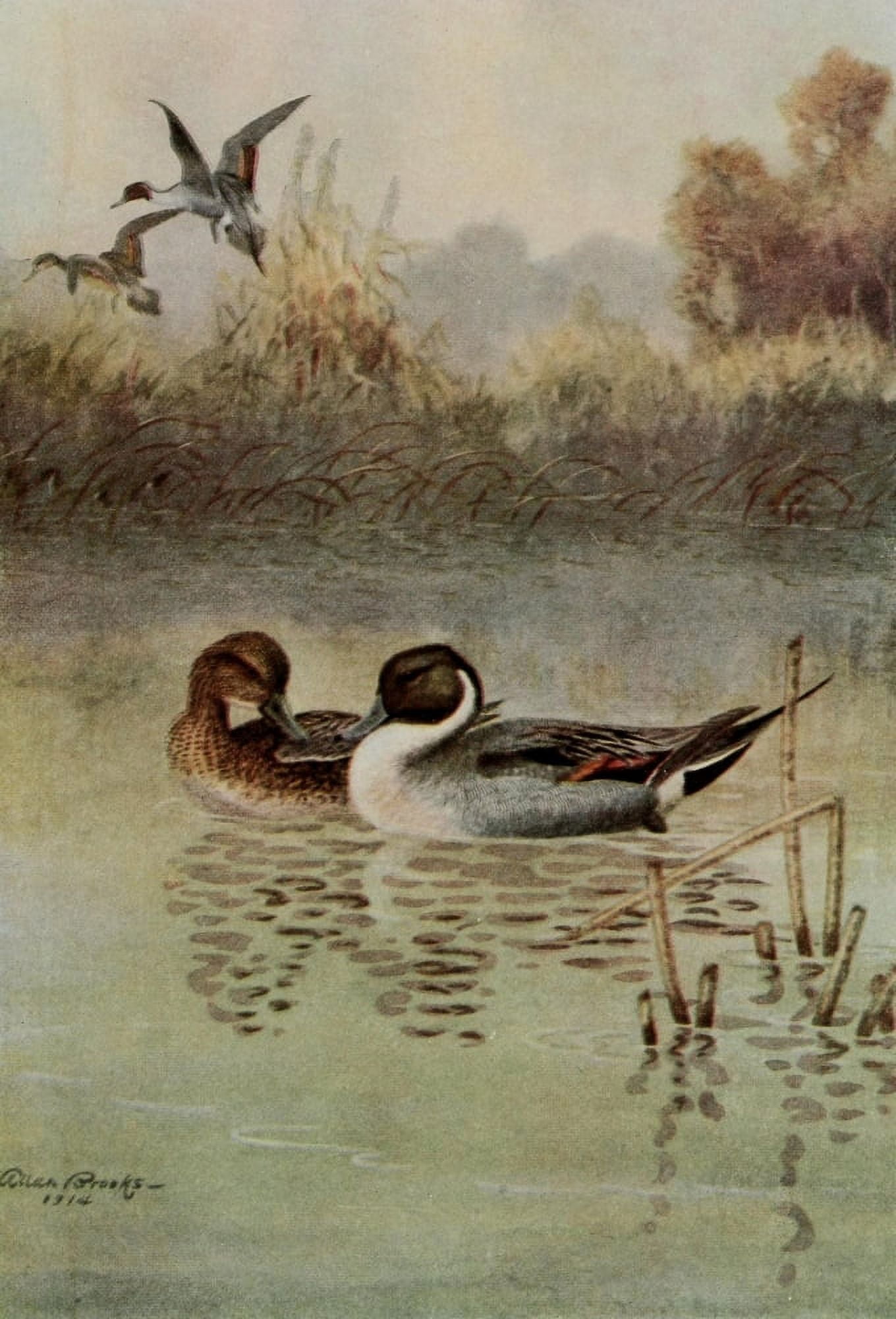Bird-Lore 1922 Pintail Canvas Art - A Brooks (24 x 36)