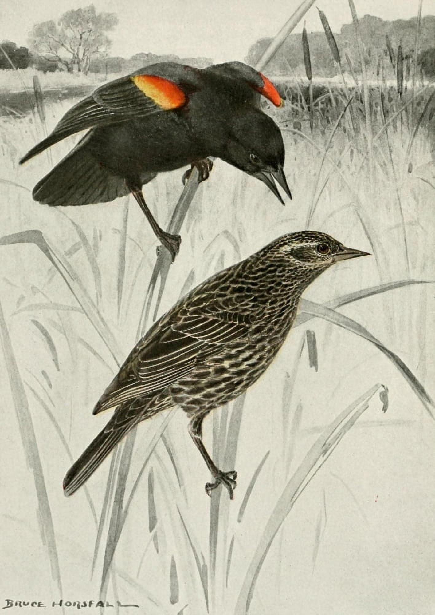 Bird-Lore 1922 Red-winged Blackbird Canvas Art - RB Horsfall (24 x 36)