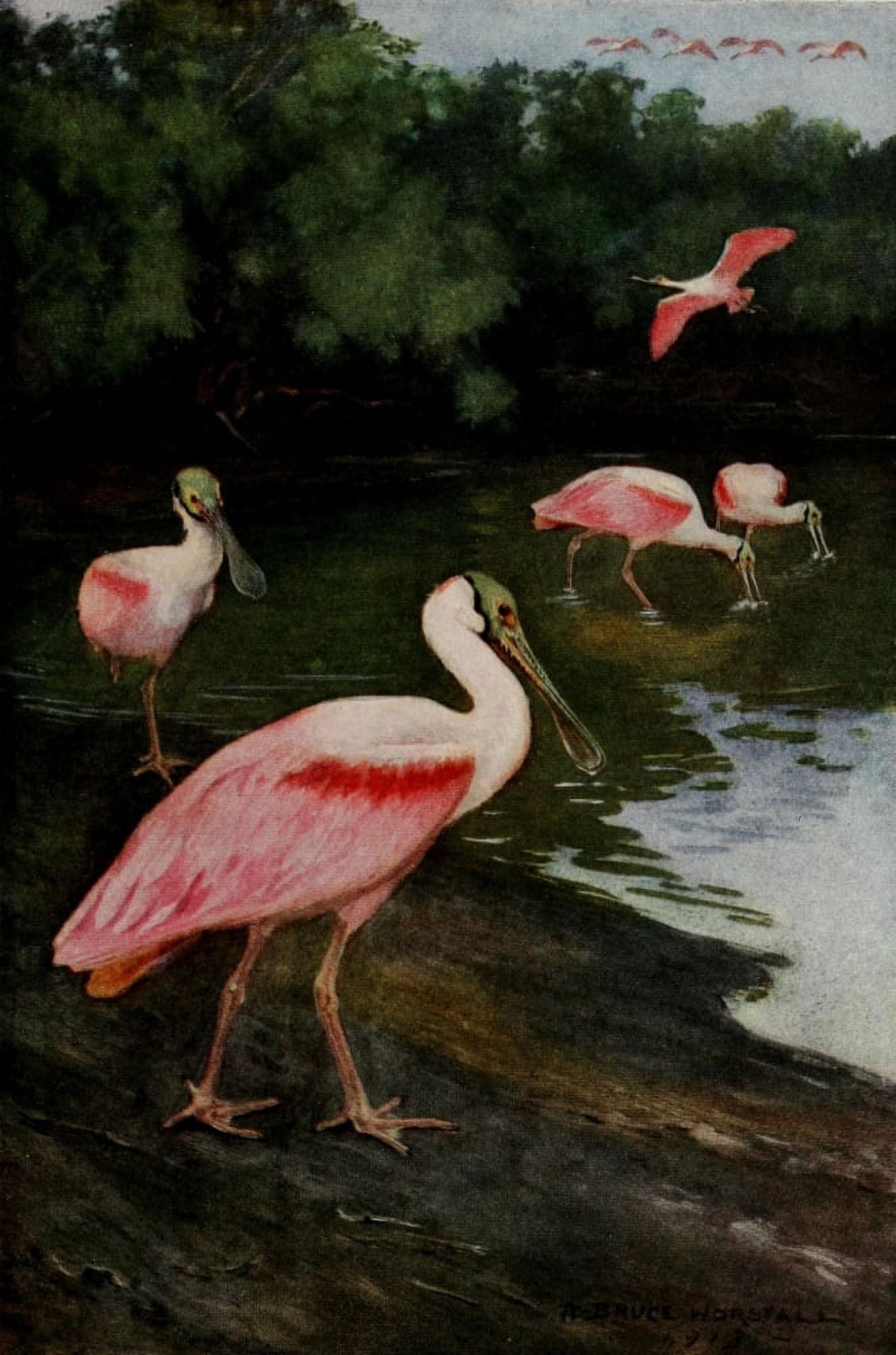 Bird-Lore 1922 Roseate Spoonbill Canvas Art - RB Horsfall (18 x 24)