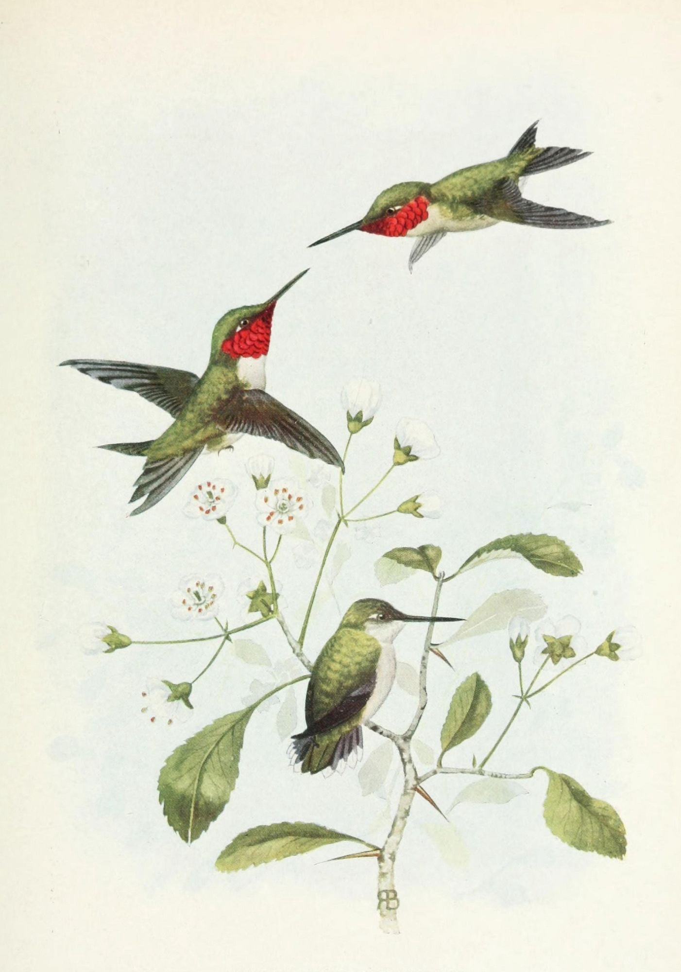 Bird-Lore 1922 Ruby-throated Hummingbird Canvas Art - Unknown (18 x 24)