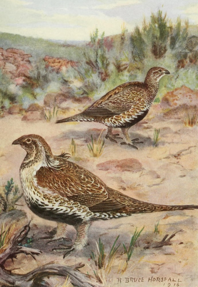 Bird-Lore 1922 Sage Grouse Canvas Art - RB Horsfall (18 x 24)