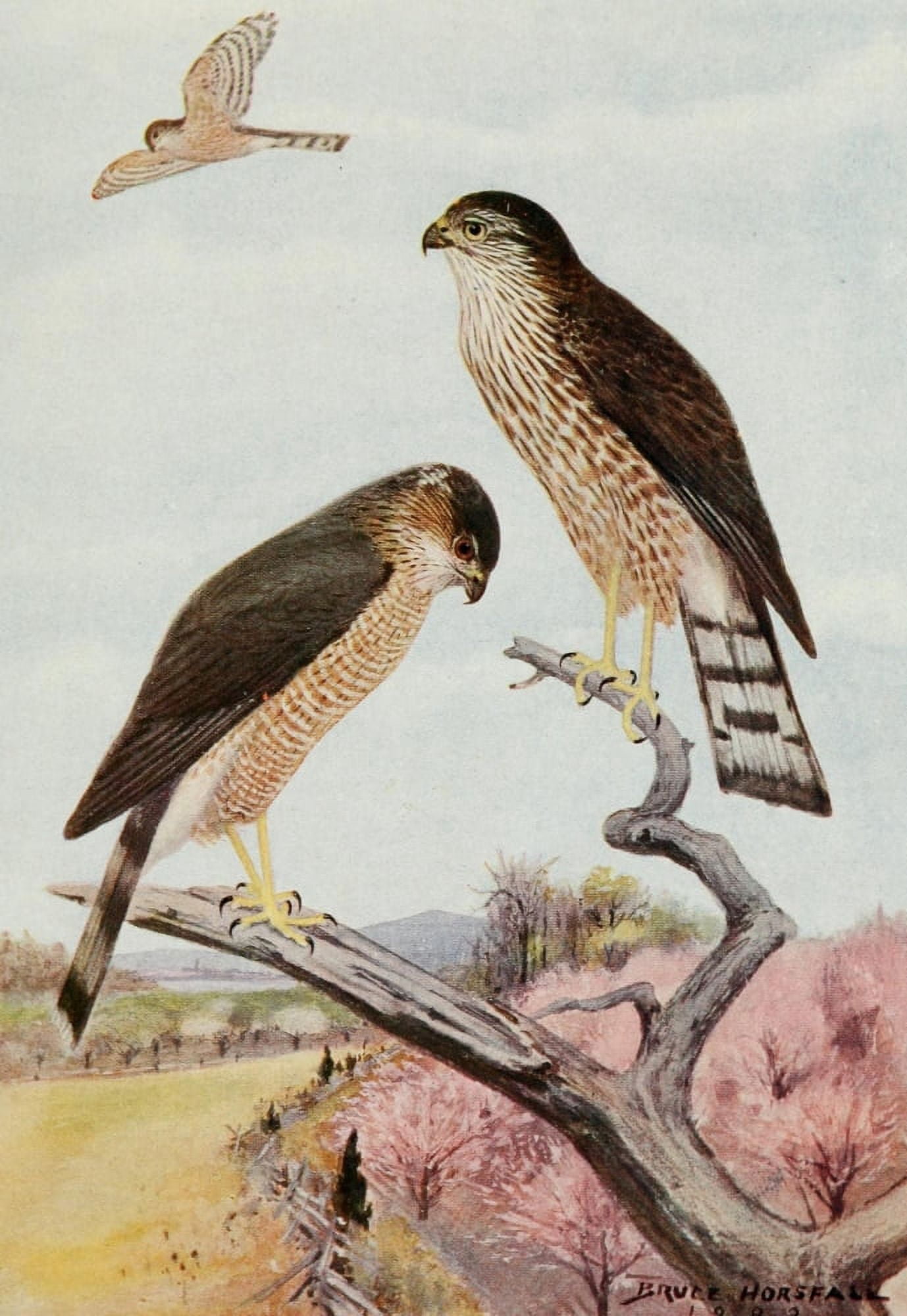 Bird-Lore 1922 Sharp-shinned Hawk Canvas Art - RB Horsfall (24 x 36)