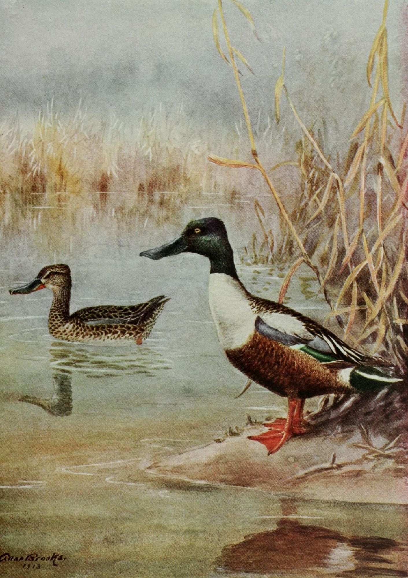 Bird-Lore 1922 Shoveller Canvas Art - A Brooks (24 x 36)