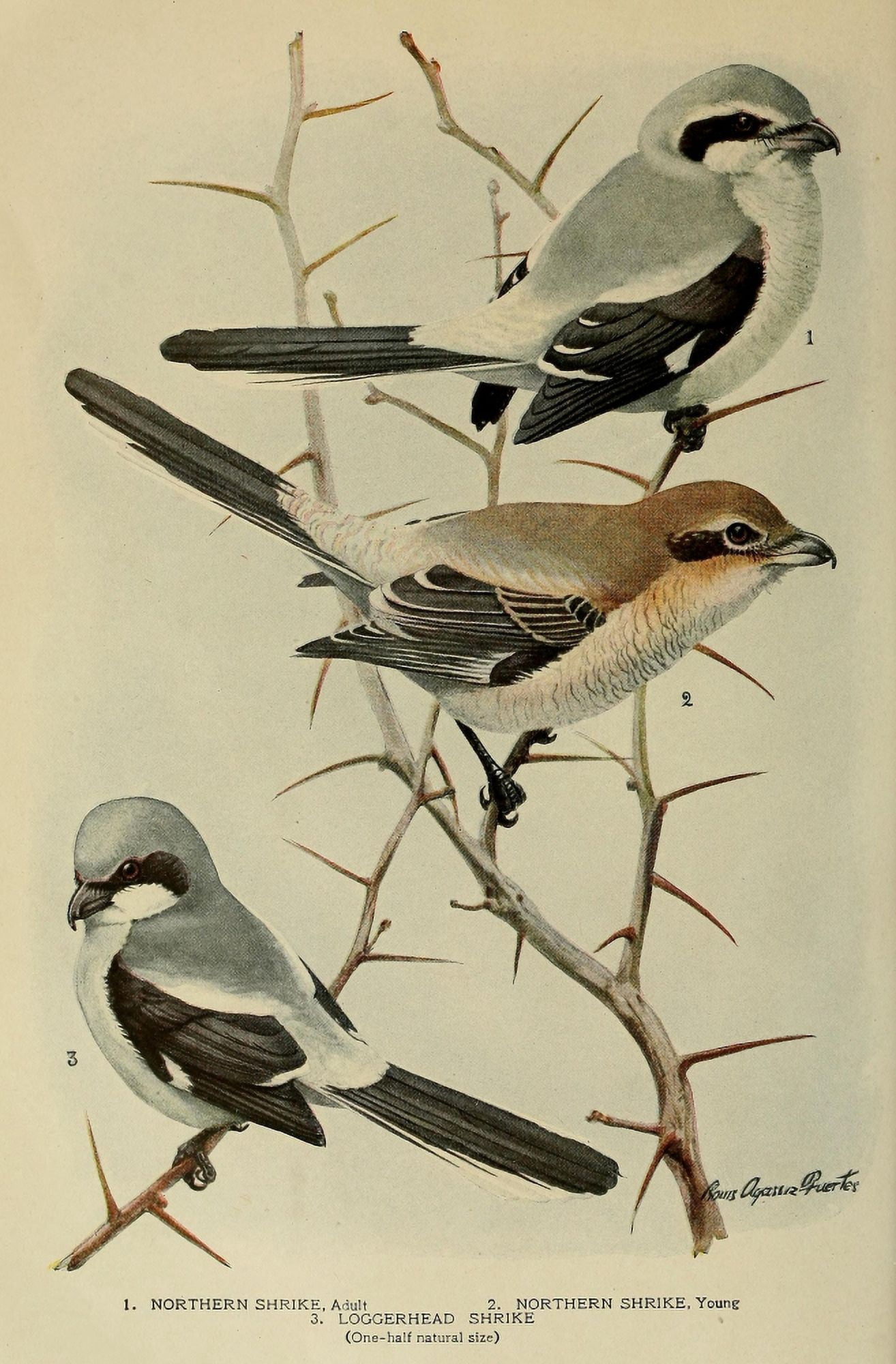 Bird-Lore 1922 Shrikes Canvas Art - LA Fuertes (24 x 36)