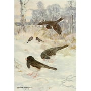Bird-Lore 1922 Slate-colored Junco Poster Print by  R.B. Horsfall (18 x 24)