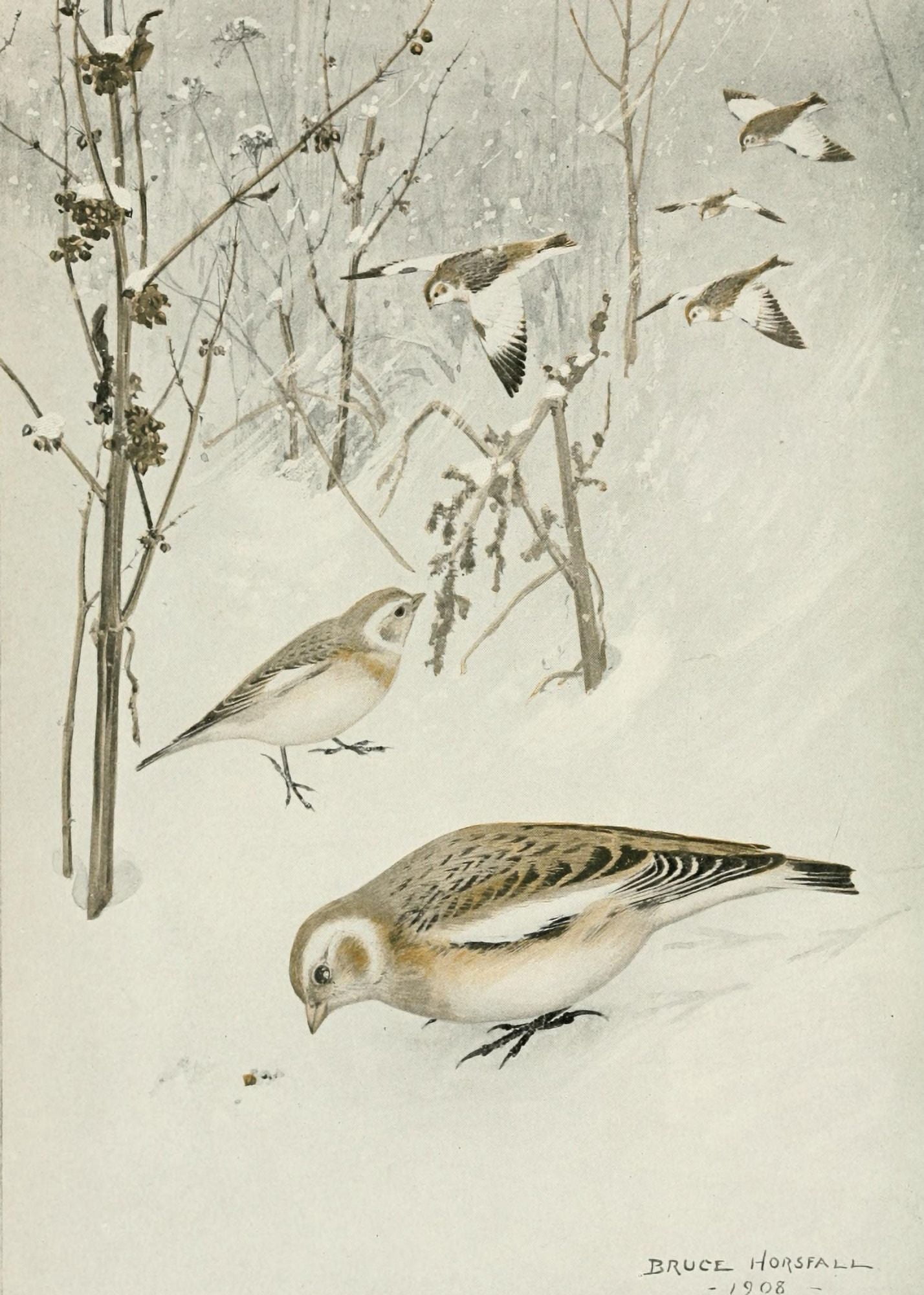 Bird-Lore 1922 Snowflake Canvas Art - RB Horsfall (18 x 24)
