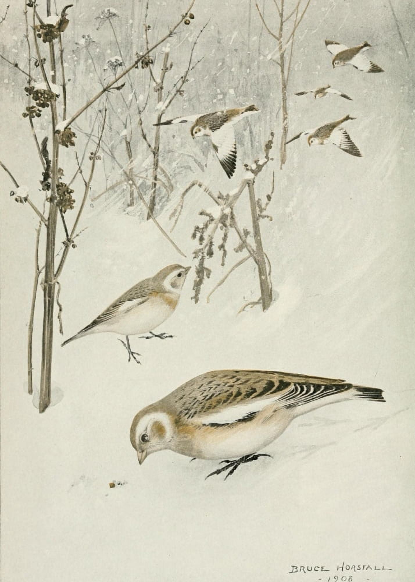 Bird-Lore 1922 Snowflake Canvas Art - RB Horsfall (24 x 36)