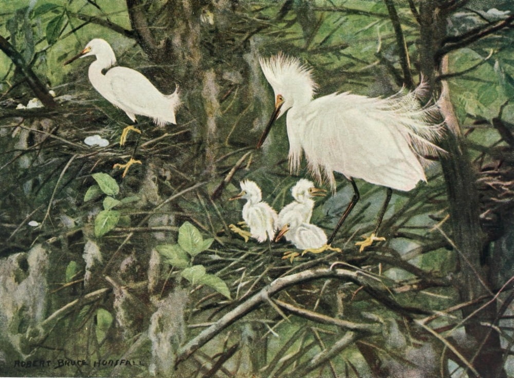 Bird-Lore 1922 Snowy Egret Canvas Art - RB Horsfall (24 x 36)