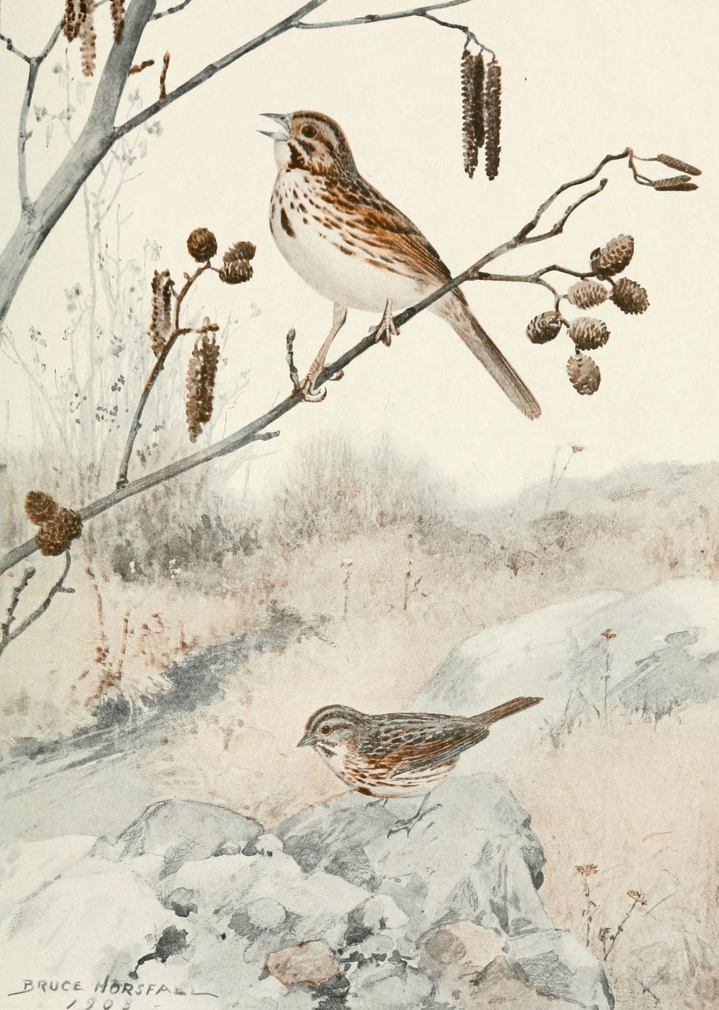 Bird-Lore 1922 Song Sparrow Canvas Art - RB Horsfall (18 x 24)