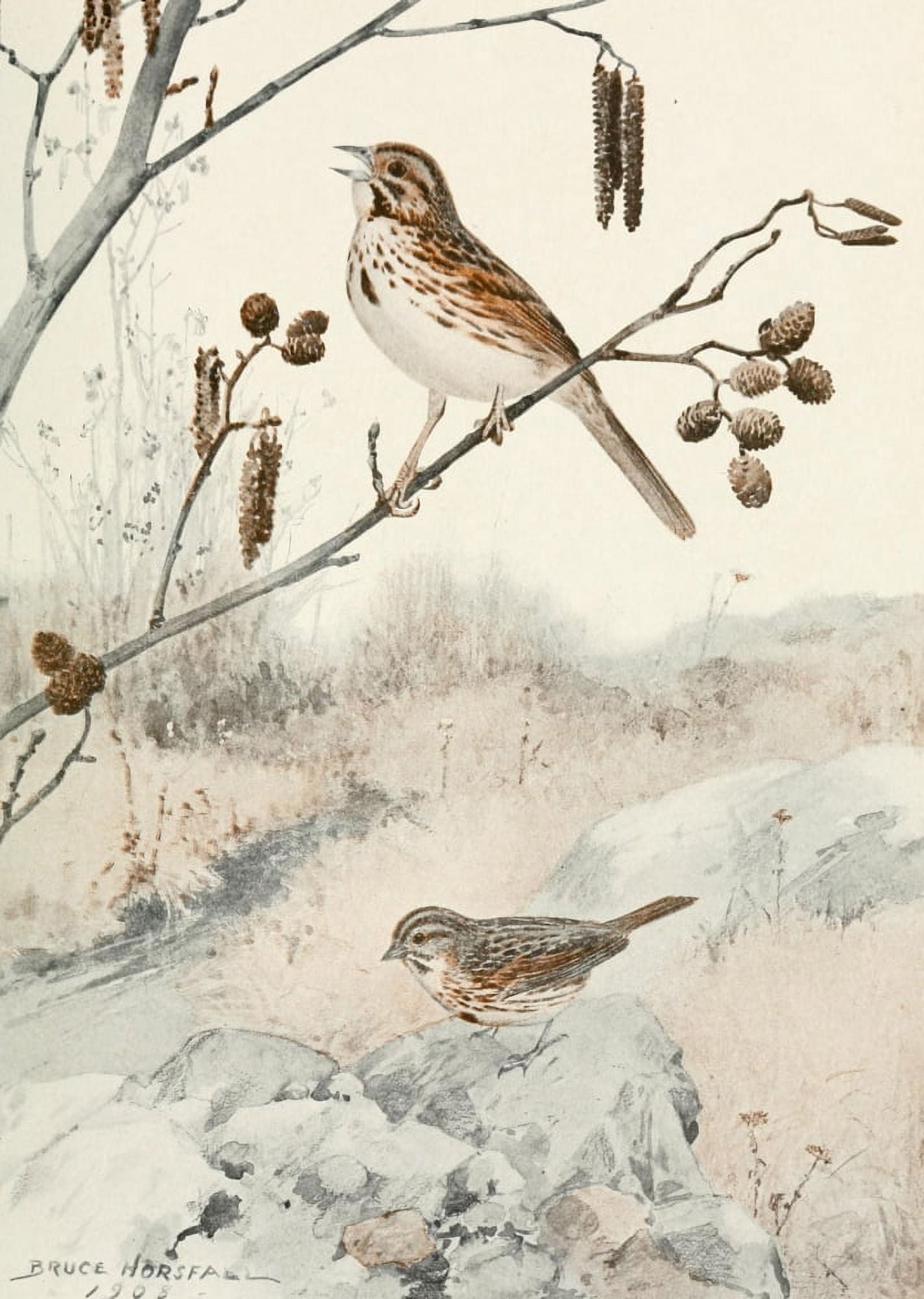 Bird-Lore 1922 Song Sparrow Canvas Art - RB Horsfall (24 x 36)