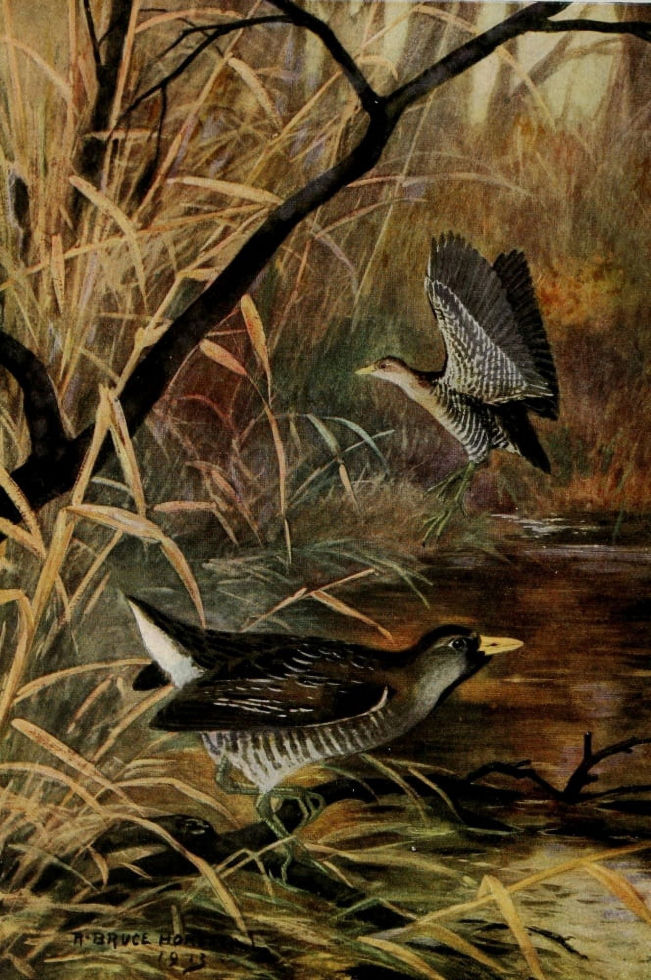 Bird-Lore 1922 Sora Canvas Art - RB Horsfall (24 x 36)
