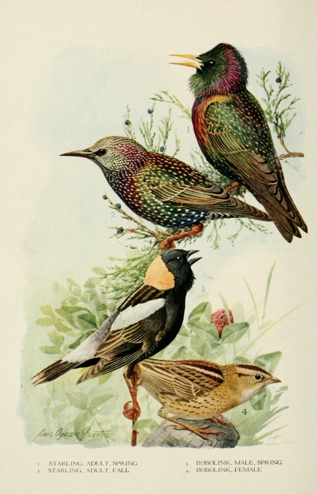 Bird-Lore 1922 Starlings & Bobolinks Canvas Art - LA Fuertes (18 x 24)