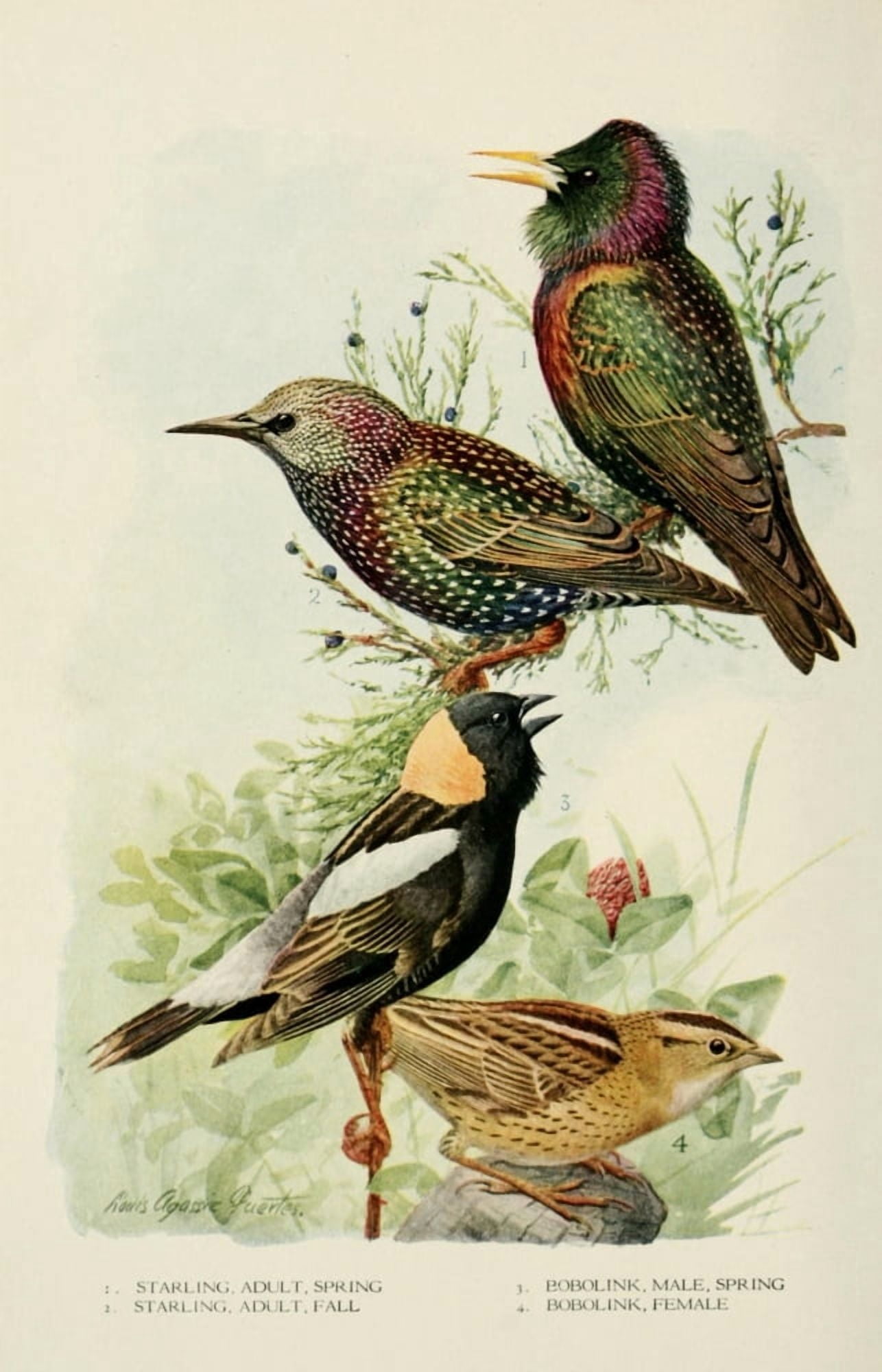 Bird-Lore 1922 Starlings & Bobolinks Canvas Art - LA Fuertes (24 x 36)