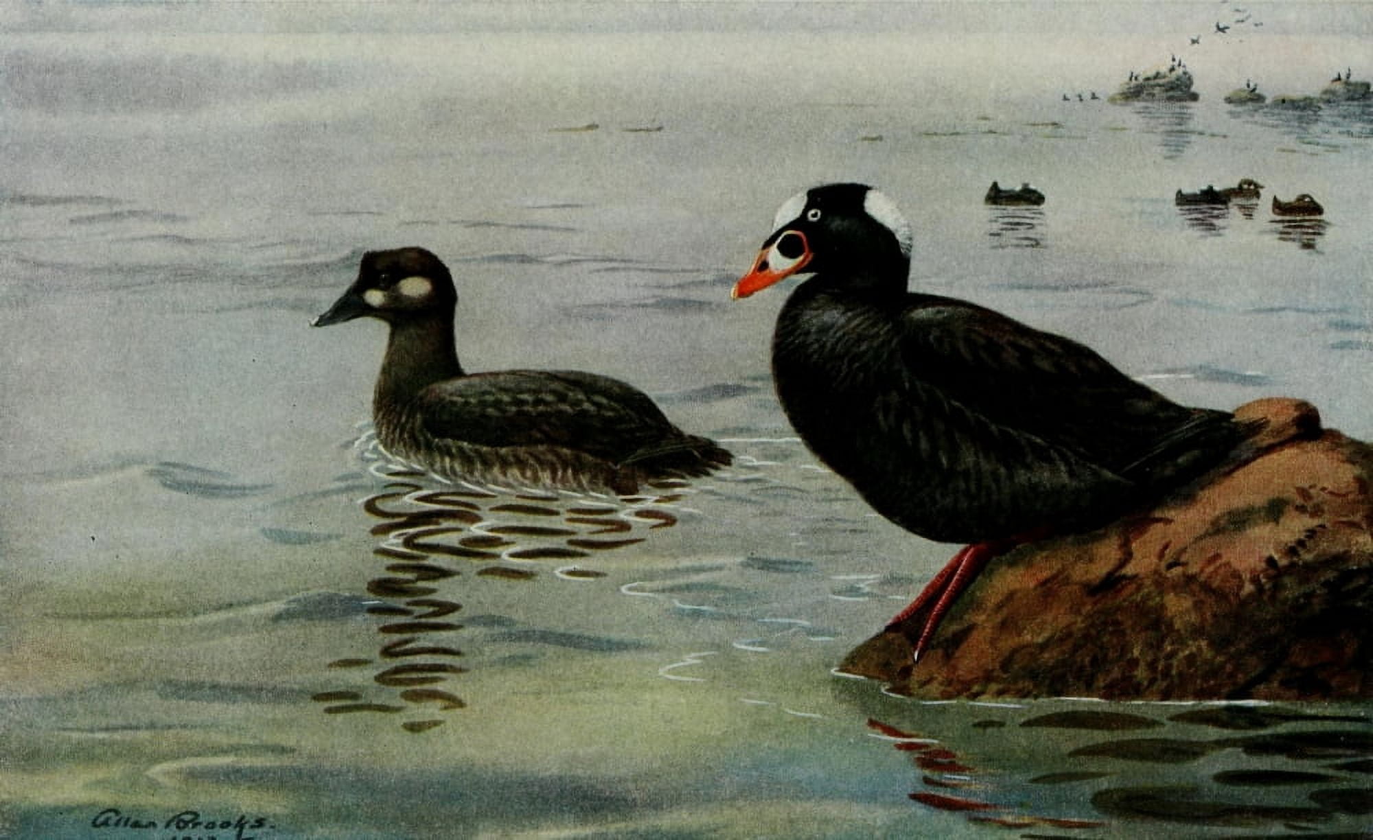 Bird-Lore 1922 Surf Scoter Canvas Art - A Brooks (18 x 24)