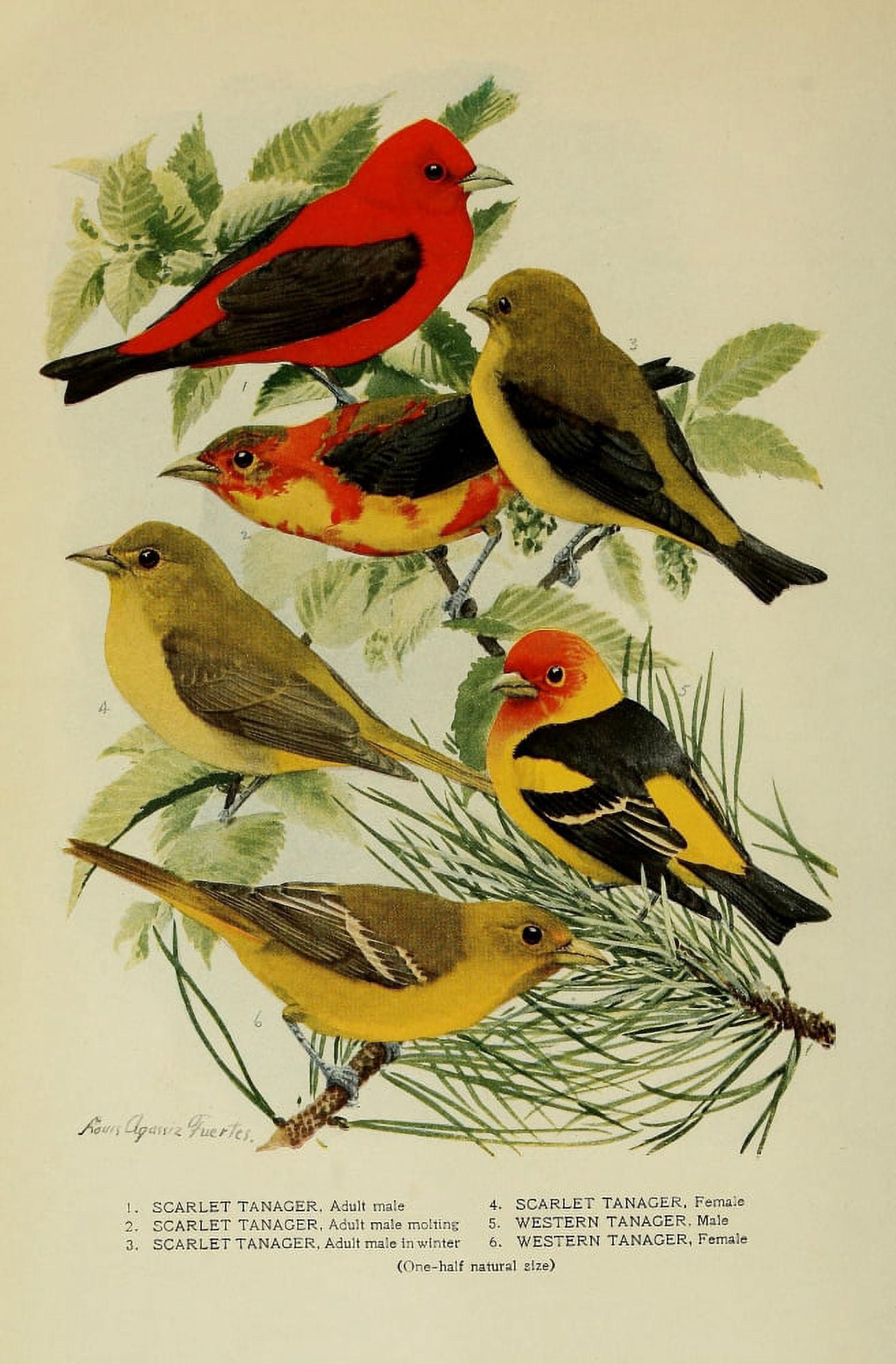 Bird-Lore 1922 Tanagers 1 Canvas Art - LA Fuertes (24 x 36)