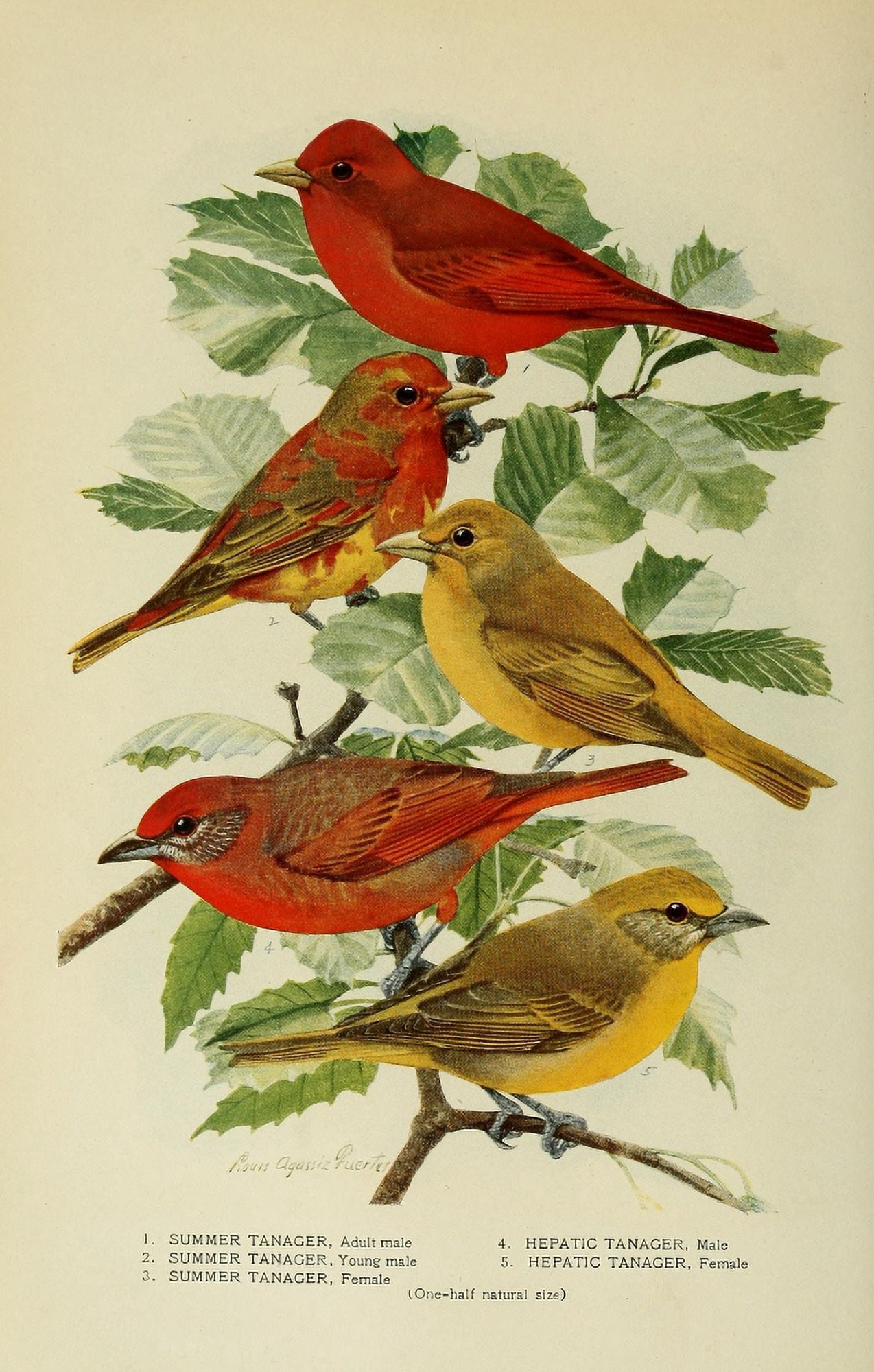 Bird-Lore 1922 Tanagers 2 Canvas Art - LA Fuertes (24 x 36)