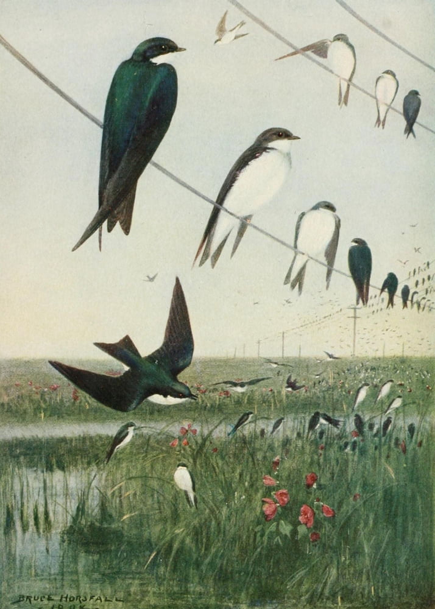 Bird-Lore 1922 Tree Swallows Canvas Art - RB Horsfall (18 x 24)