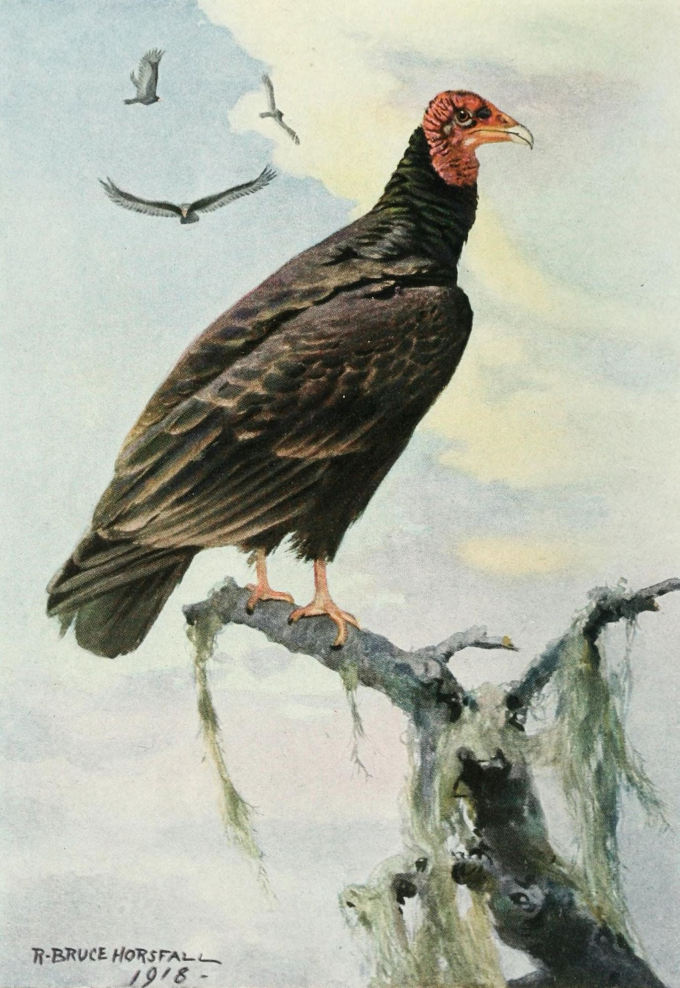 Bird-Lore 1922 Turkey Vulture Canvas Art - RB Horsfall (18 x 24)
