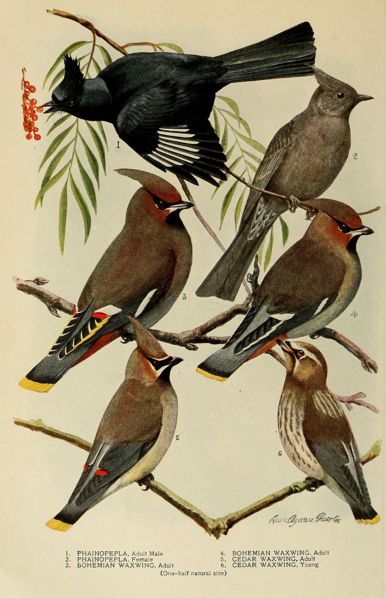 Bird-Lore 1922 Wax-wings Canvas Art - LA Fuertes (18 x 24)