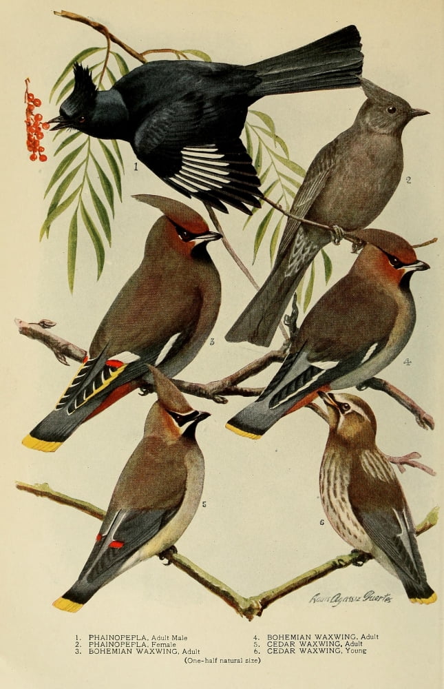 Bird-Lore 1922 Wax-wings Canvas Art - LA Fuertes (24 x 36)