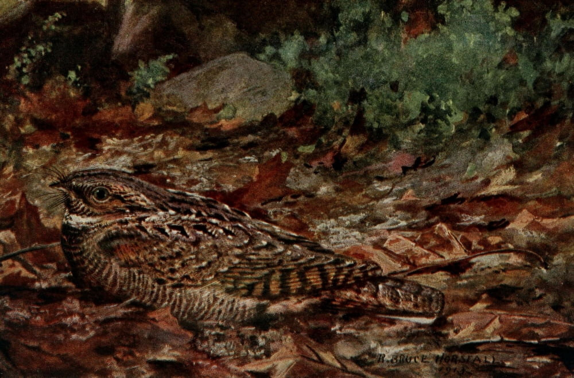 Bird-Lore 1922 Whip-poor-will Canvas Art - RB Horsfall (24 x 36)