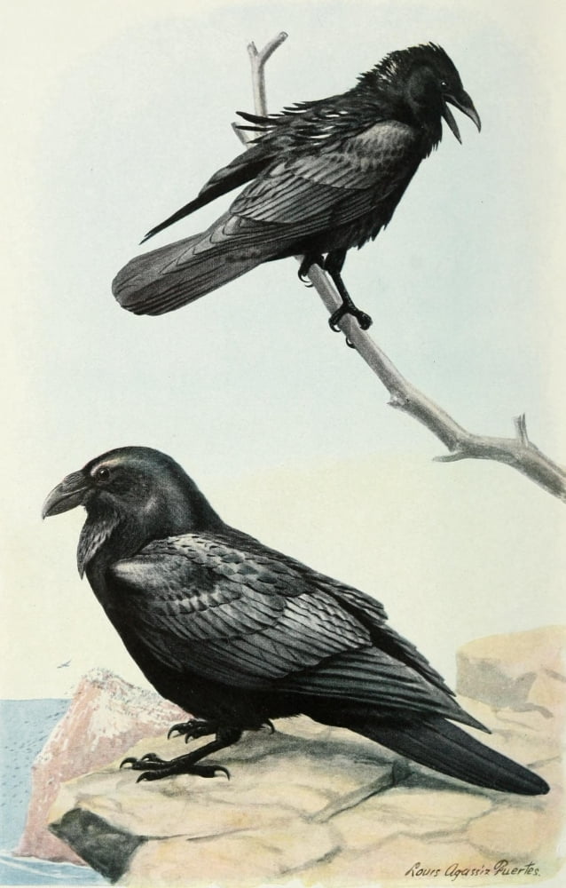 Bird-Lore 1922 White-necked Ravens Canvas Art - LA Fuertes (24 x 36)