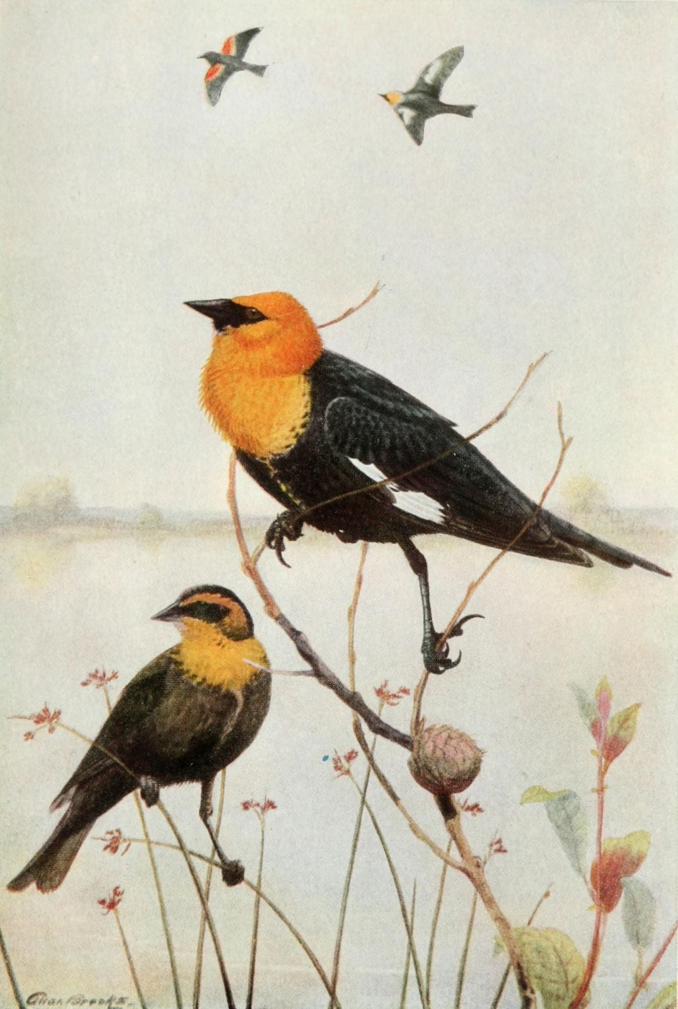 Bird-Lore 1922 Yellow-headed Blackbird Canvas Art - A Brooks (18 x 24)