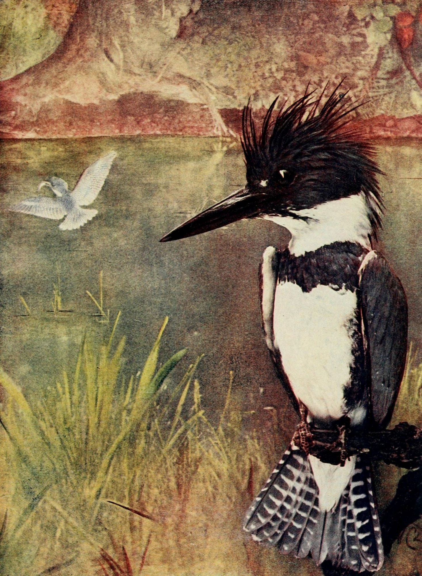 Bird Neighbors 1904 Belted Kingfisher Canvas Art - Henry C Denslow (24 x 36)