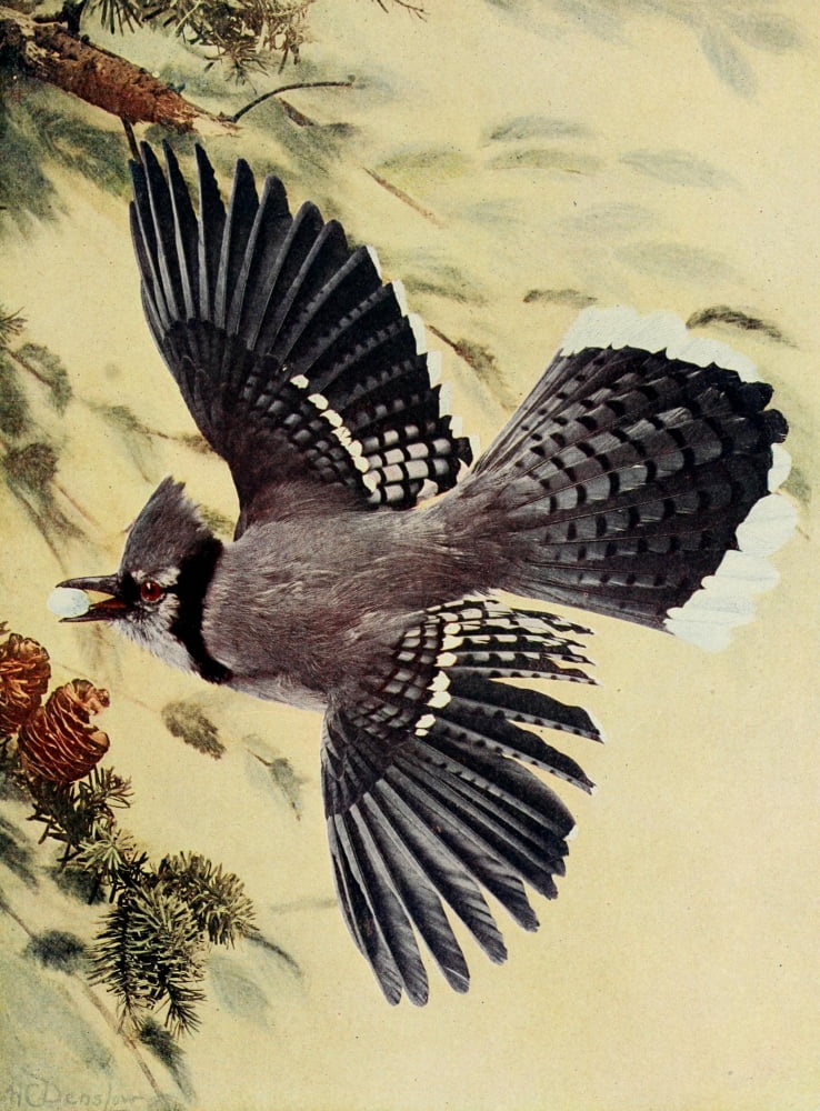 Bird Neighbors 1904 Bluejay Canvas Art - Henry C Denslow (18 x 24)