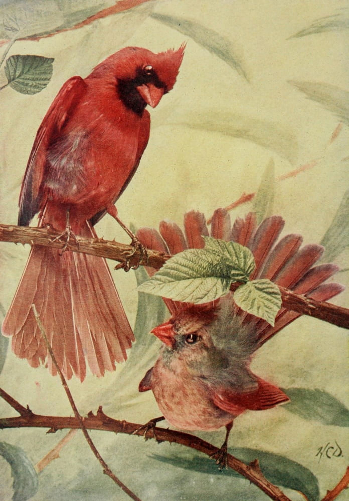 Bird Neighbors 1904 Cardinal Grosbeak Canvas Art - Henry C Denslow (24 x 36)