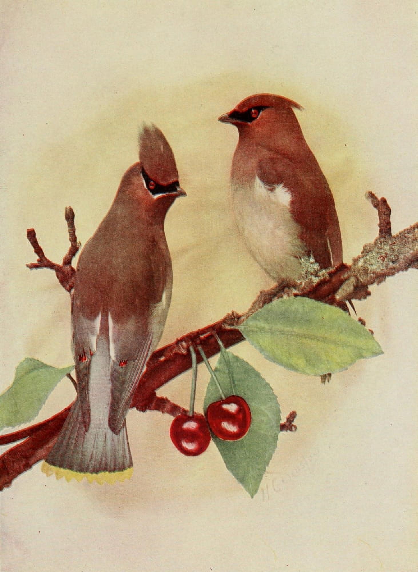 Bird Neighbors 1904 Cedarbird Canvas Art - Henry C Denslow (18 x 24)
