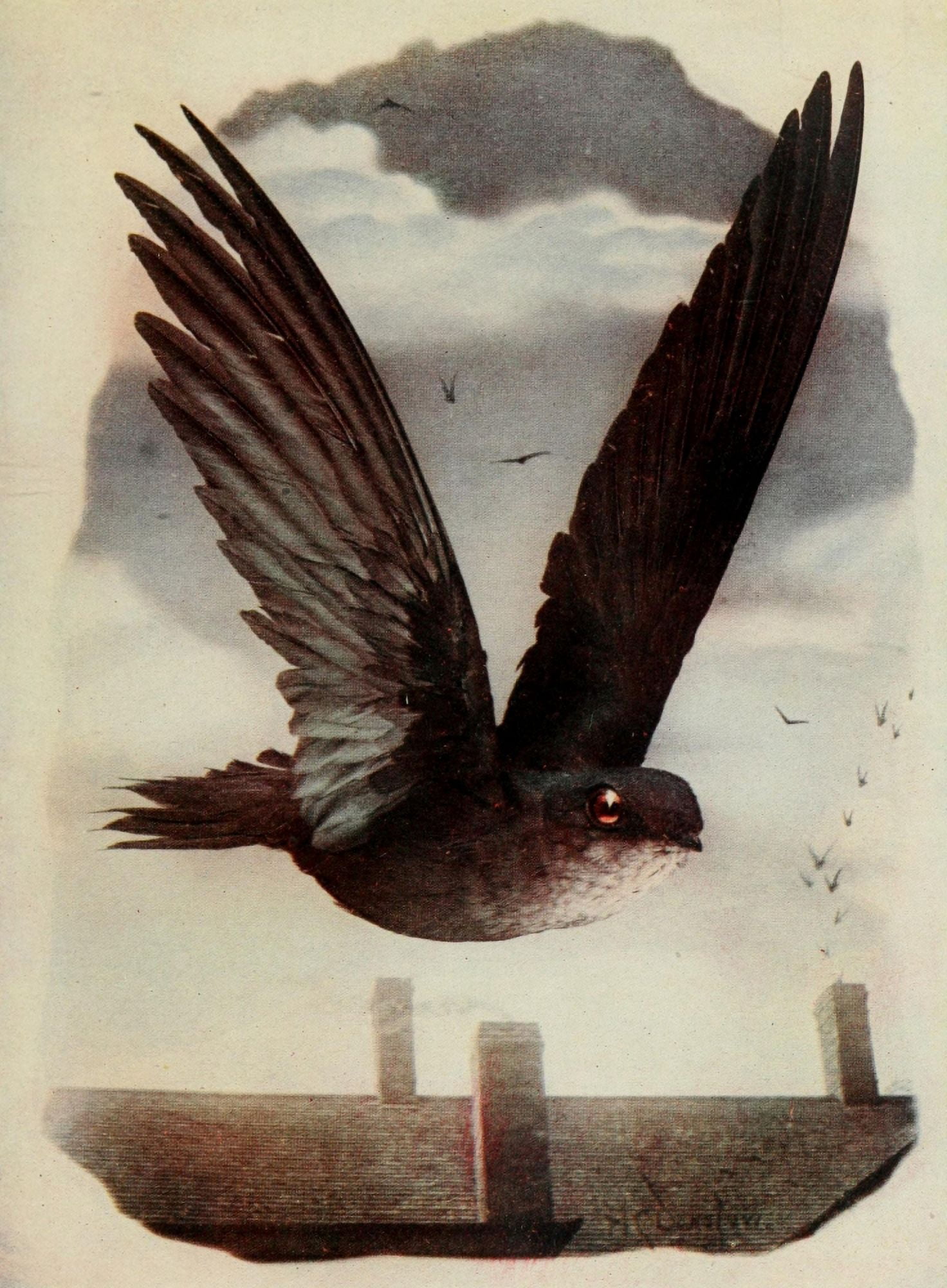 Bird Neighbors 1904 Chimney Swift Canvas Art - Henry C Denslow (18 x 24)