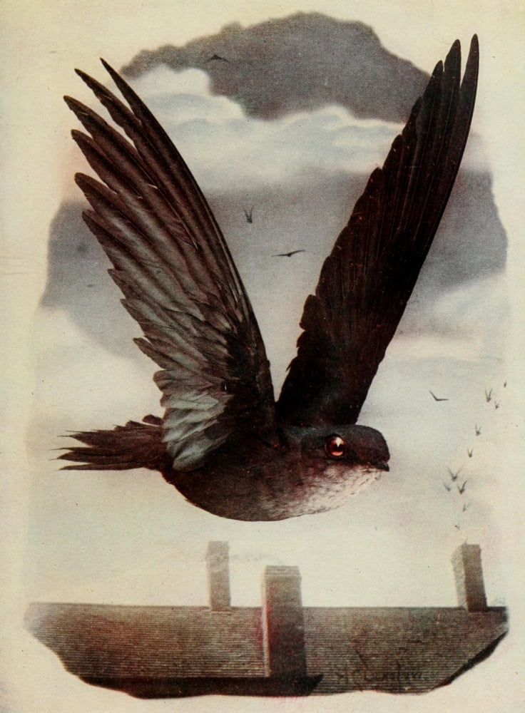 Bird Neighbors 1904 Chimney Swift Canvas Art - Henry C Denslow (24 x 36)