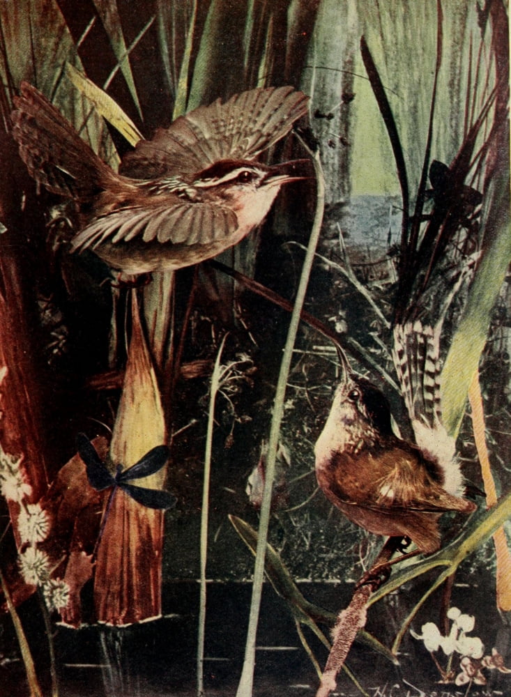 Bird Neighbors 1904 Marsh Wren Canvas Art - Henry C Denslow (18 x 24)