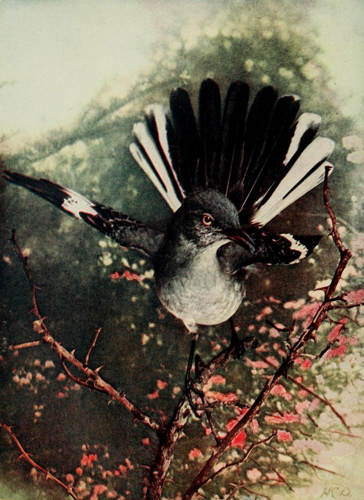 Bird Neighbors 1904 Mockingbird Canvas Art - Henry C Denslow (18 x 24)