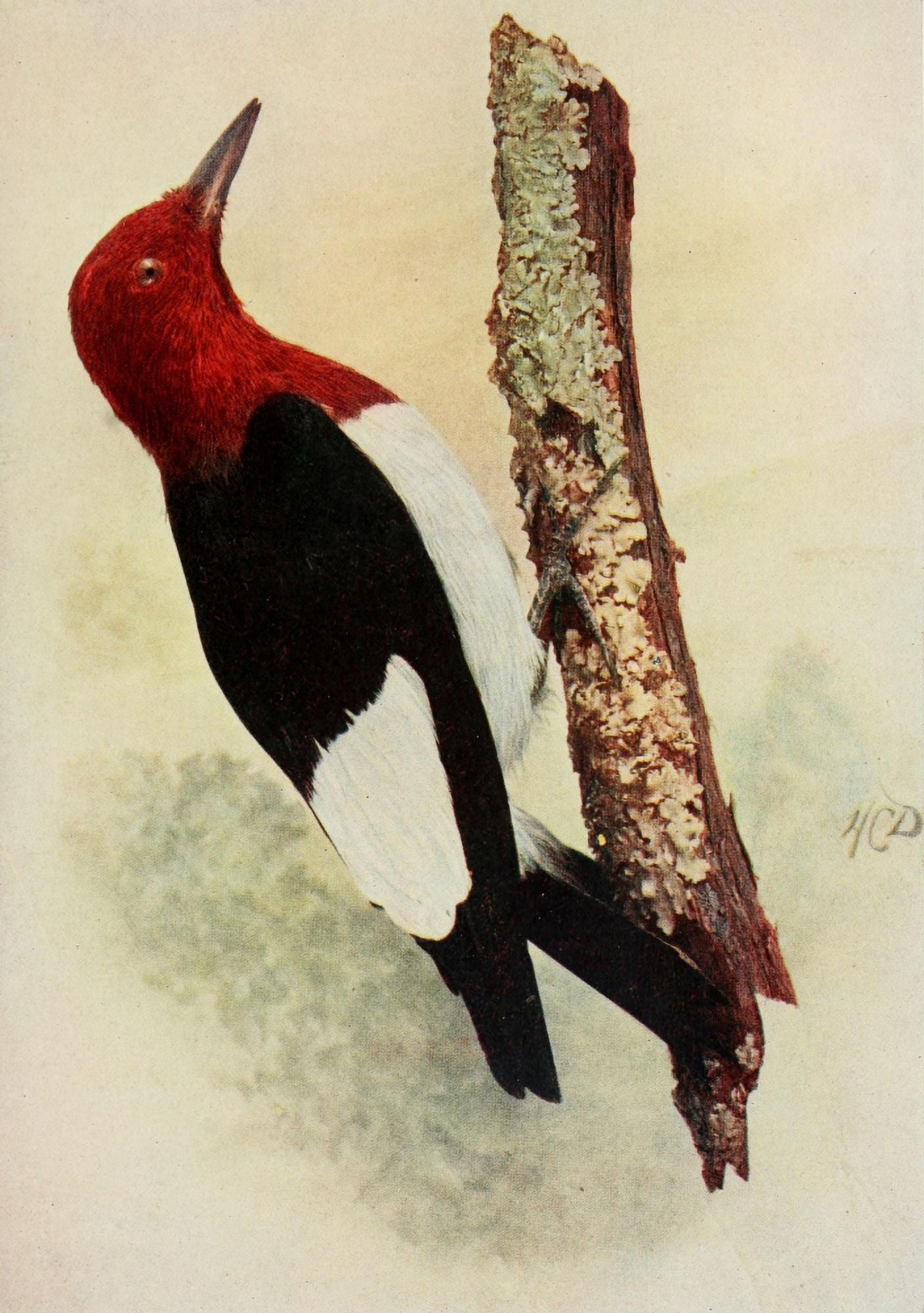Bird Neighbors 1904 Rd-hdd Woodpecker Canvas Art - Henry C Denslow (24 x 36)