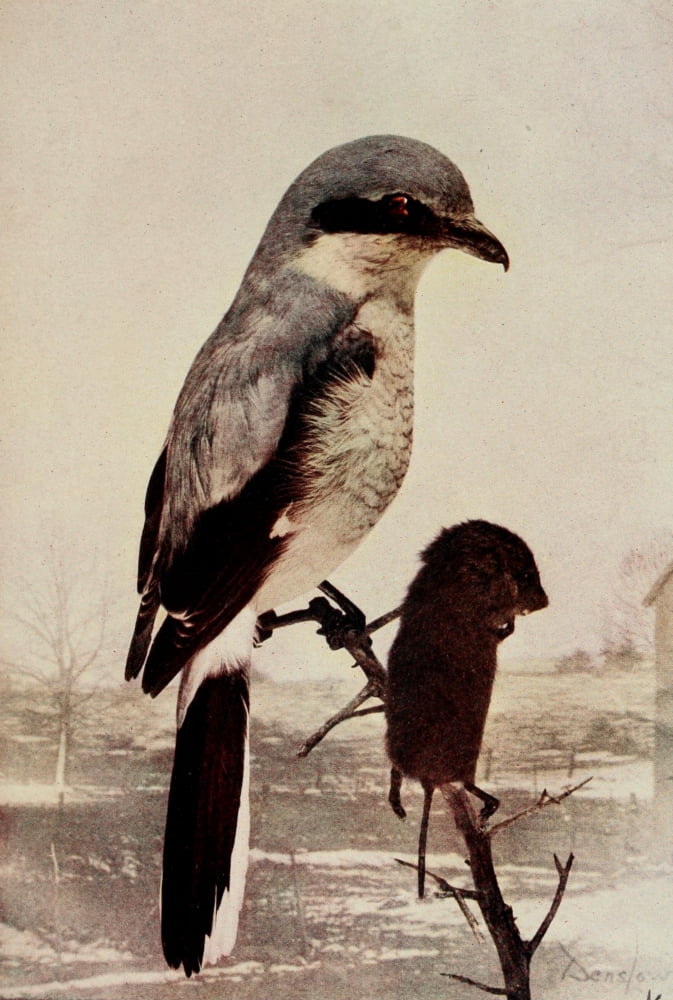 Bird Neighbors 1904 Shrike Canvas Art - Henry C Denslow (18 x 24)
