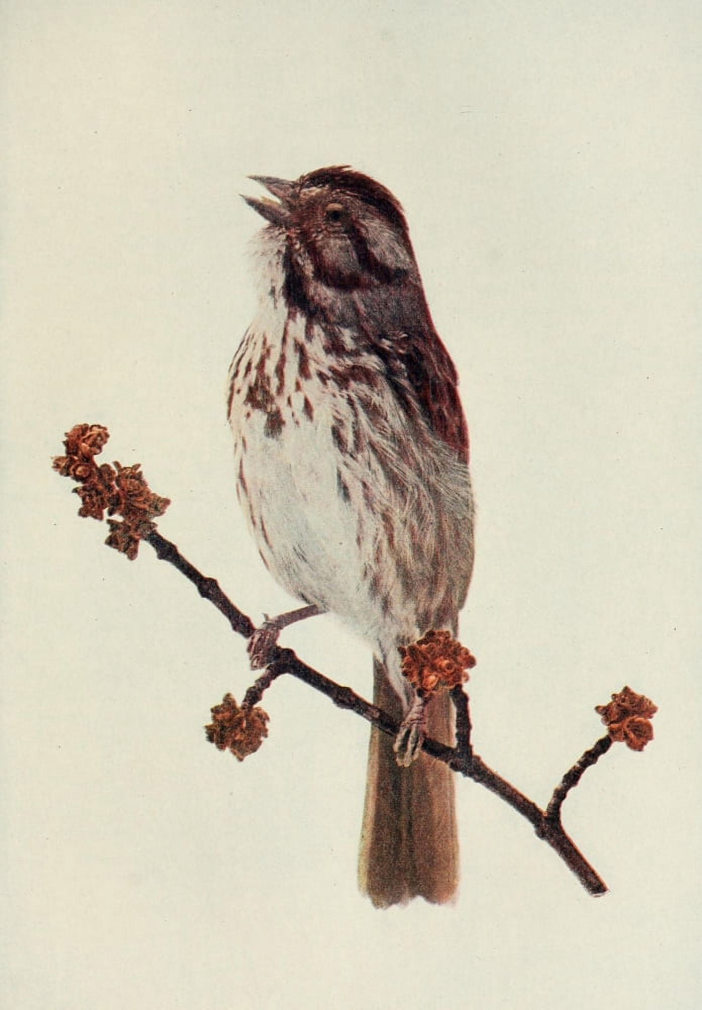 Bird Neighbors 1904 Song Sparrow Canvas Art - Henry C Denslow (24 x 36)