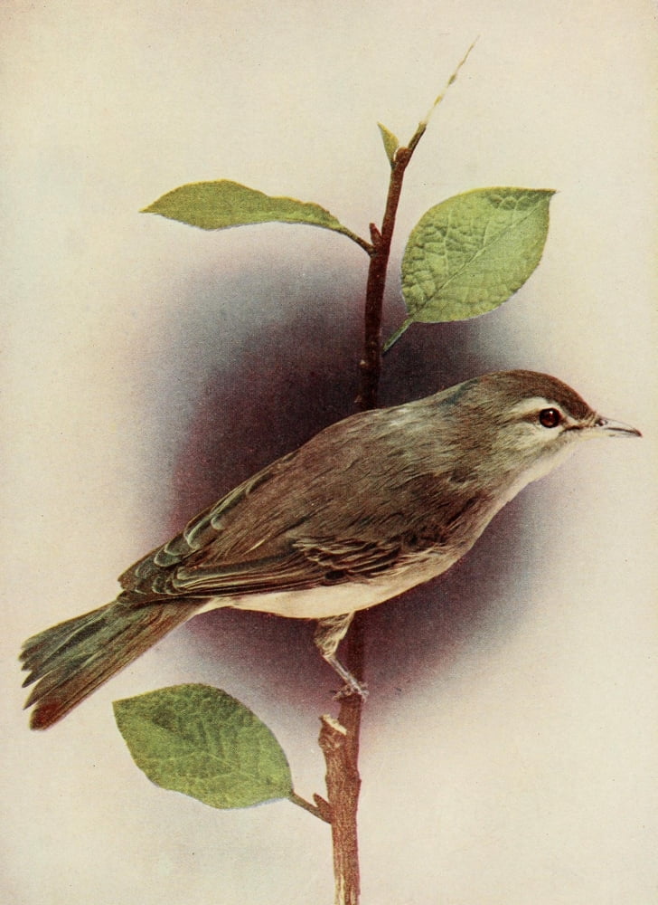 Bird Neighbors 1904 Warbling Vireo Canvas Art - Henry C Denslow (24 x 36)