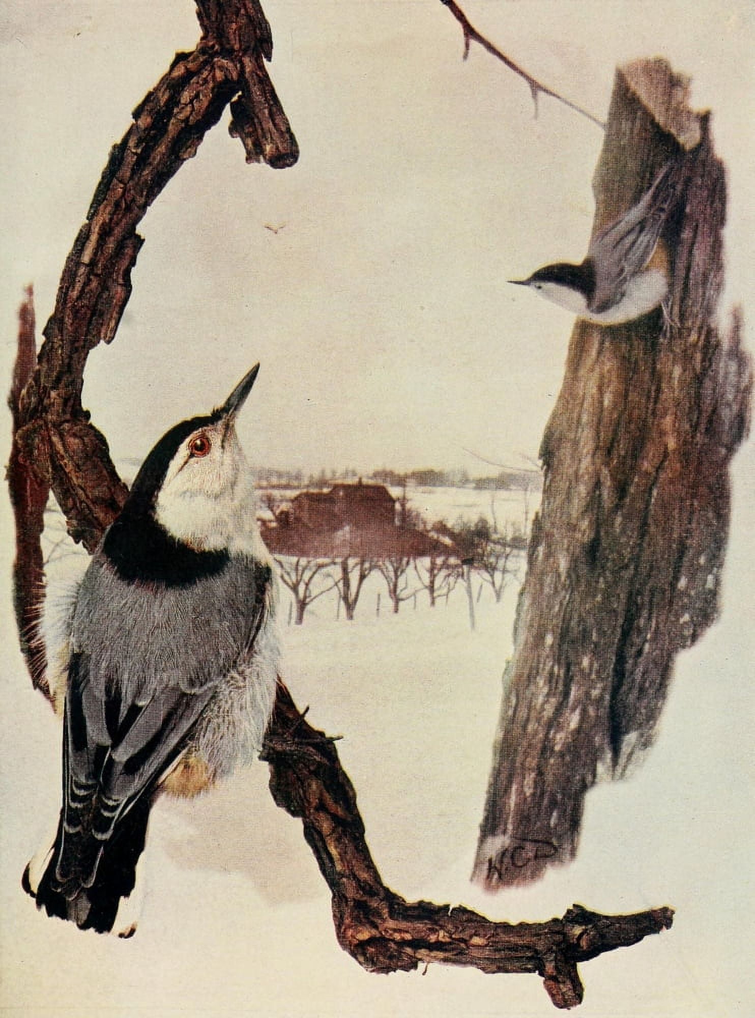 Bird Neighbors 1904 Wh-brstd Nuthatch Canvas Art - Henry C Denslow (24 x 36)