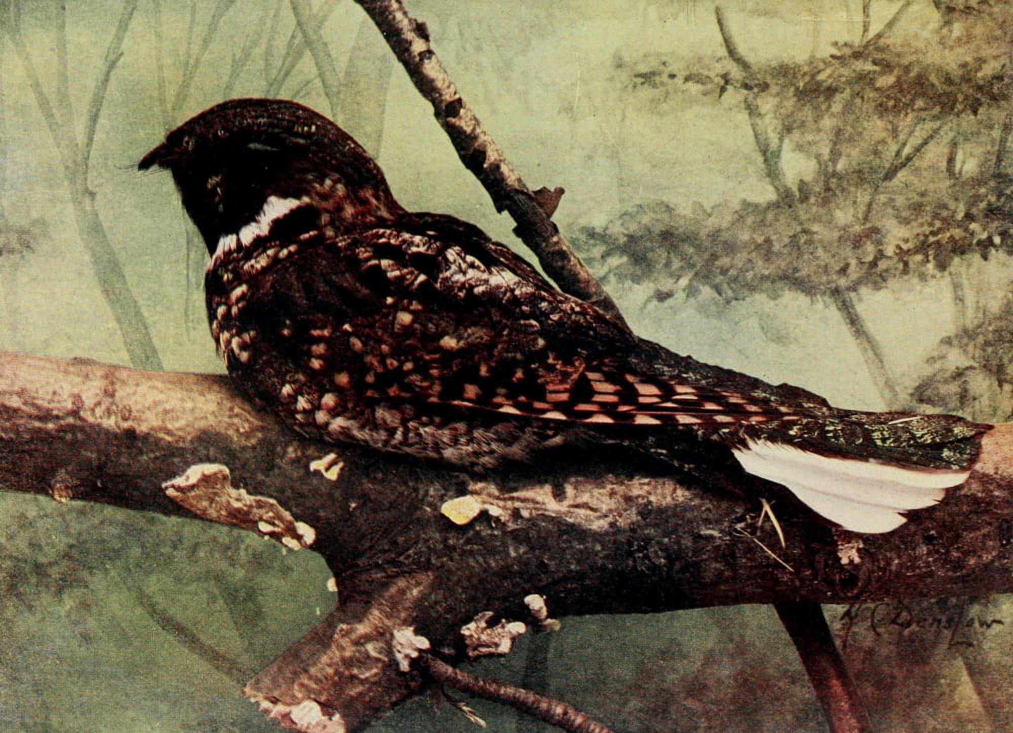 Bird Neighbors 1904 Whip-poor-will Canvas Art - Henry C Denslow (18 x 24)