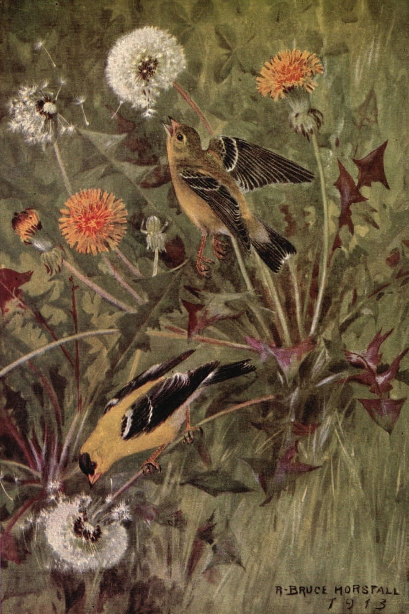 Bird Neighbours 1922 Goldfinch Canvas Art - RB Horsfall (24 x 36)