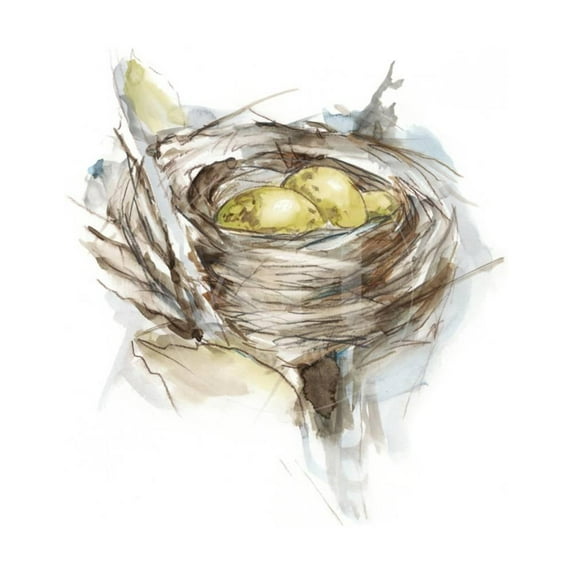 Bird Nest Study III, Animals Unframed Art Print Wall Art by Ethan Harper Sold by Art.Com