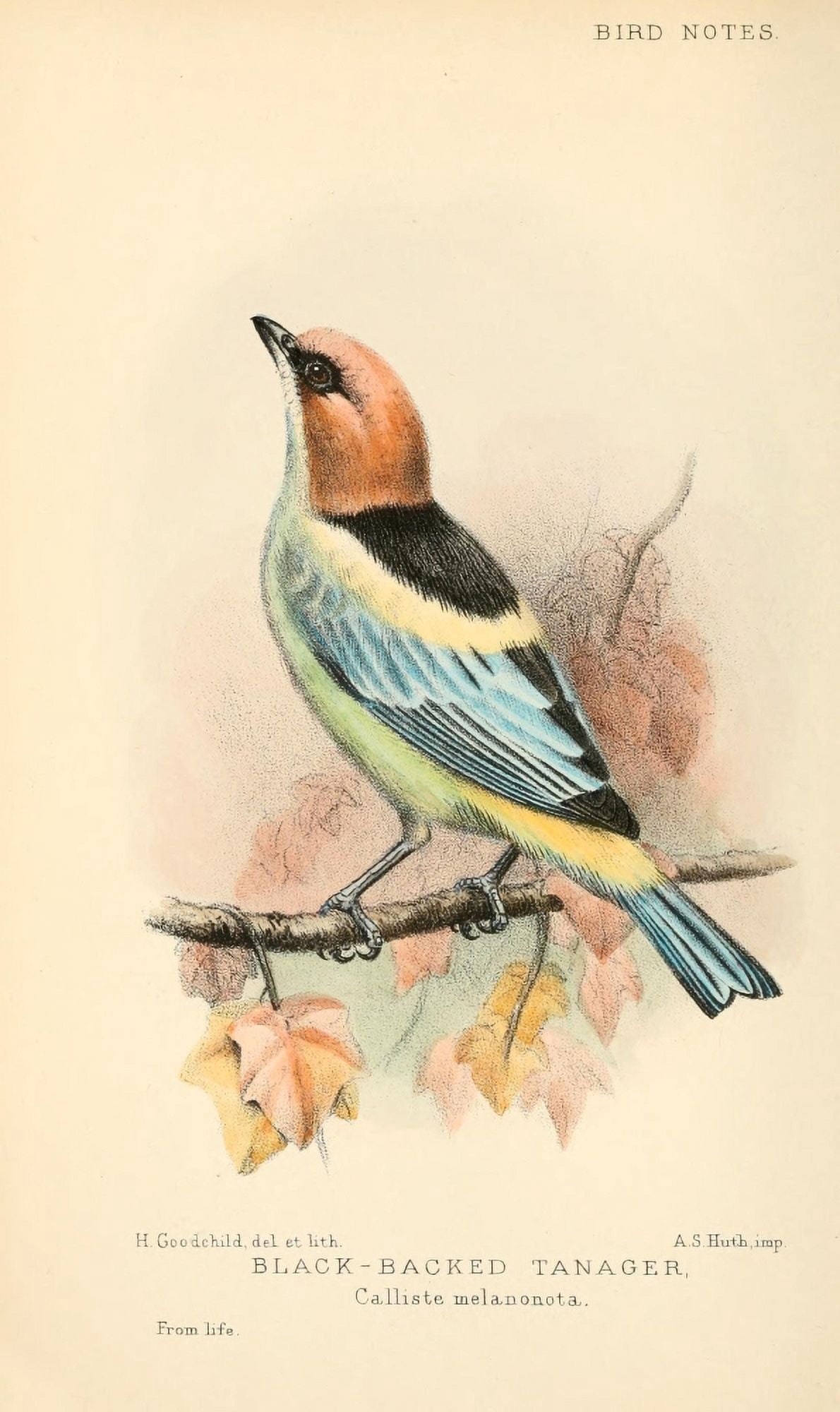 Bird Notes 1902 Black-backed Tanager Canvas Art - H Goodchild (18 x 24)